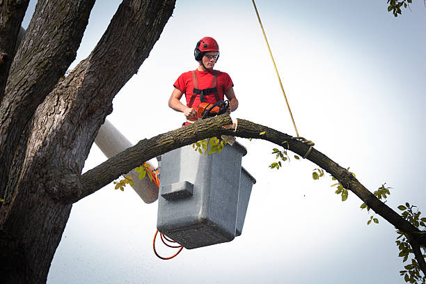 How Our Tree Care Process Works  in  Fraser, CO